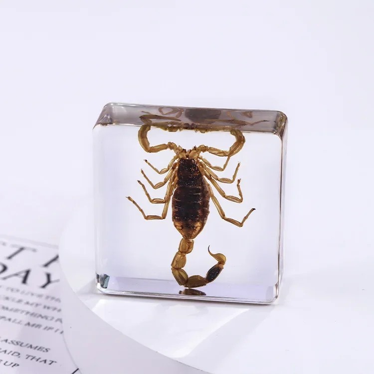 Square resin insect specimen, auxiliary cognitive teaching aids, animal specimen, artificial amber