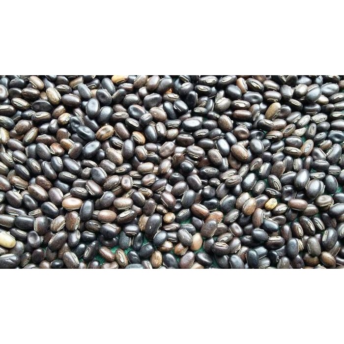 

Kacang Kacangan MB (Mucuna Bracteata)