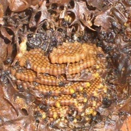 

Madu Kelanceng Trigona Kelulut Liar Asli Murni Obati Asam Lambung 330G