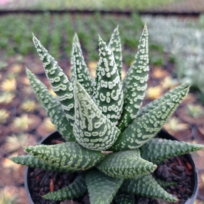 HAWORTHIA PUMILA DONUT