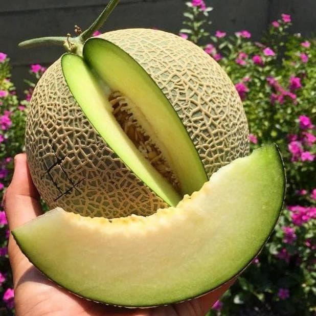 

New Melon Segar dan Manis