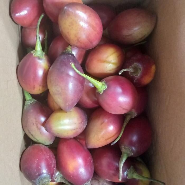 

New Buah Terong Belanda Super