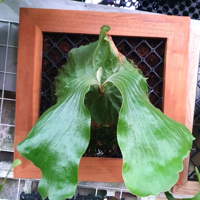 Platycerium Erawan Hybrid Madagascariense X Elephantotis