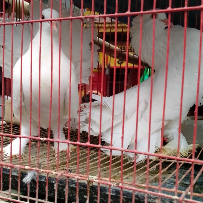 merpati kipas ORI putih polos sepasang jantan betina terbaru