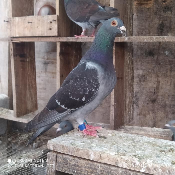 Merpati Pos Racing Pigeon (Desa) terbaru
