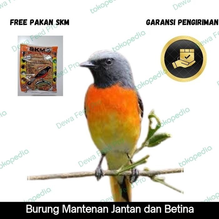Burung Mantenan terbaru