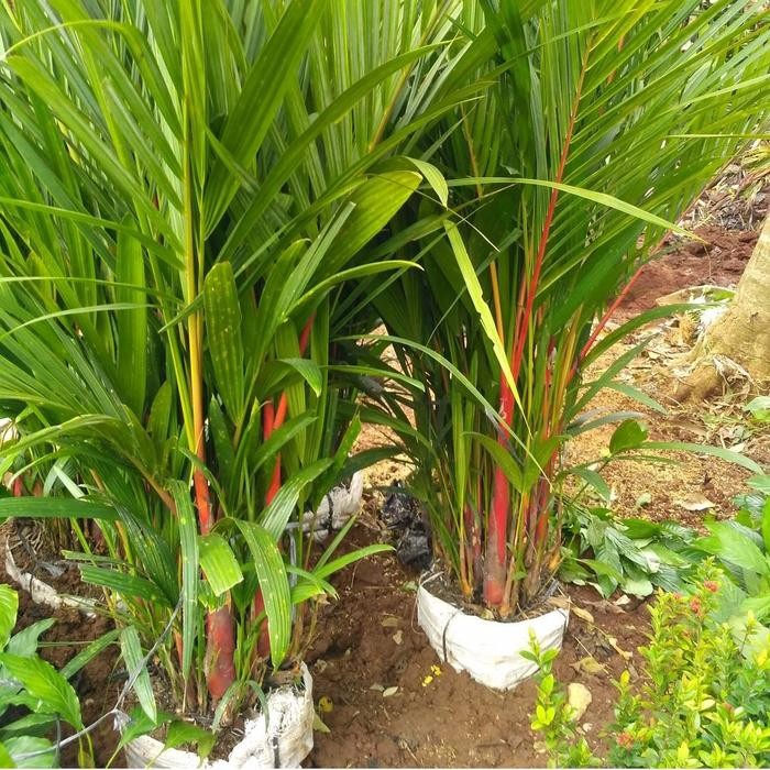 Thinkerbelllll Tanaman Hias Palem Merah - Palem Merah Bibit - Bibit Palem Merah