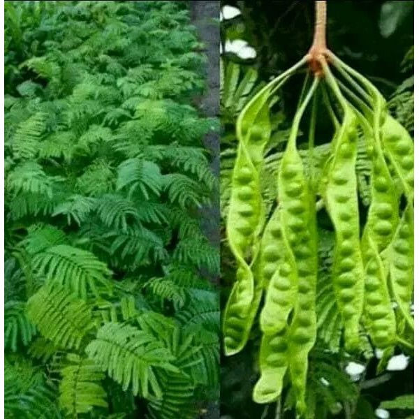 

bibit pohon petai pare *