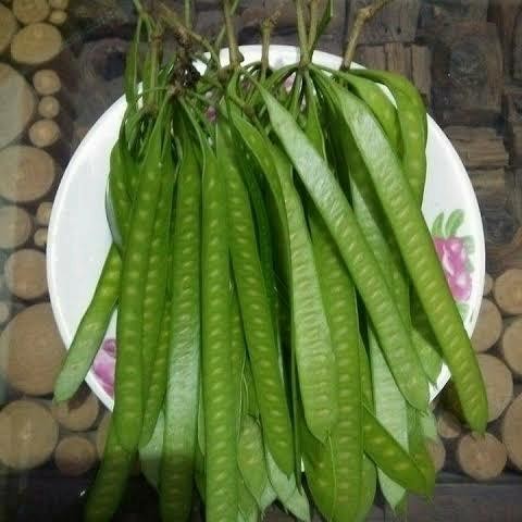 

Pete cina muda-Petai cina lamtoro untuk lalap *