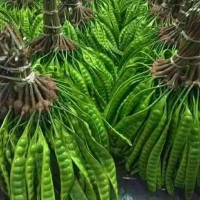 

petai pete kupas super lalapan 250 gram *