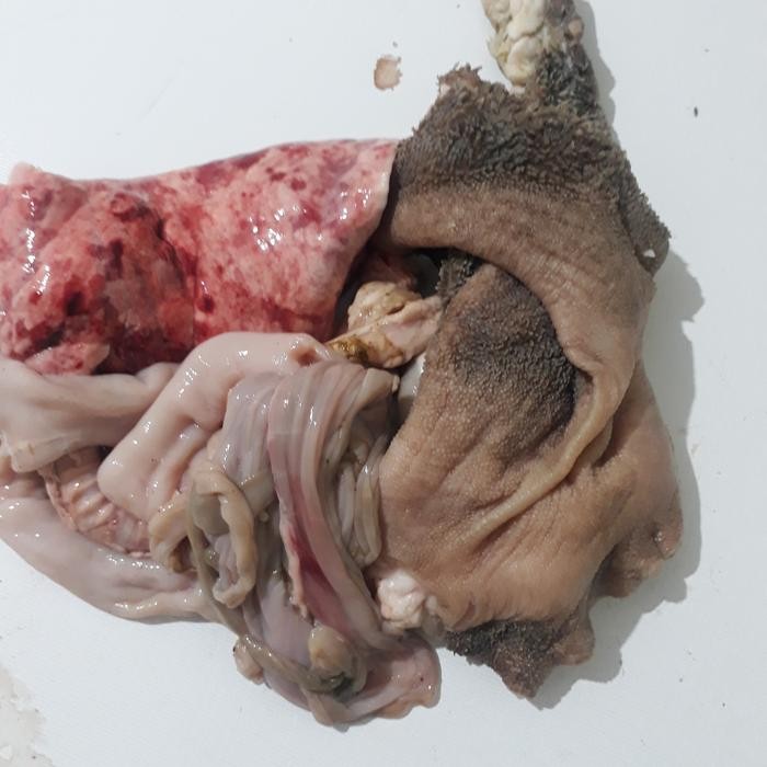 

BeliSkrg,KirimHariini- Jeroan kambing babat paru 1kg