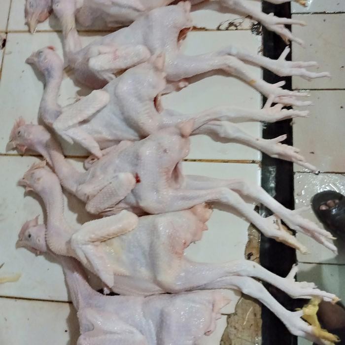 

BeliSkrg,KirimHariini- ayam pejantan 8 ons + ati ampela