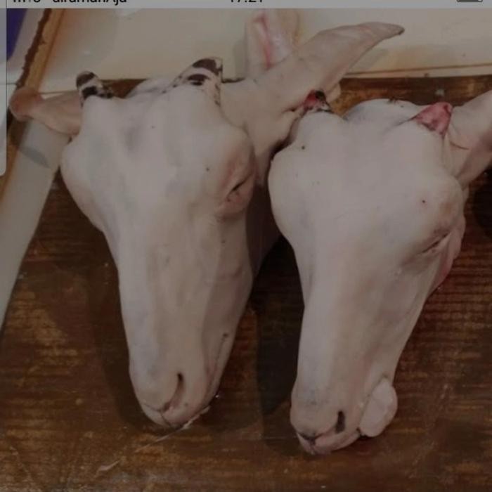 

BeliSkrg,KirimHariini- kepala kambing tanpa kaki