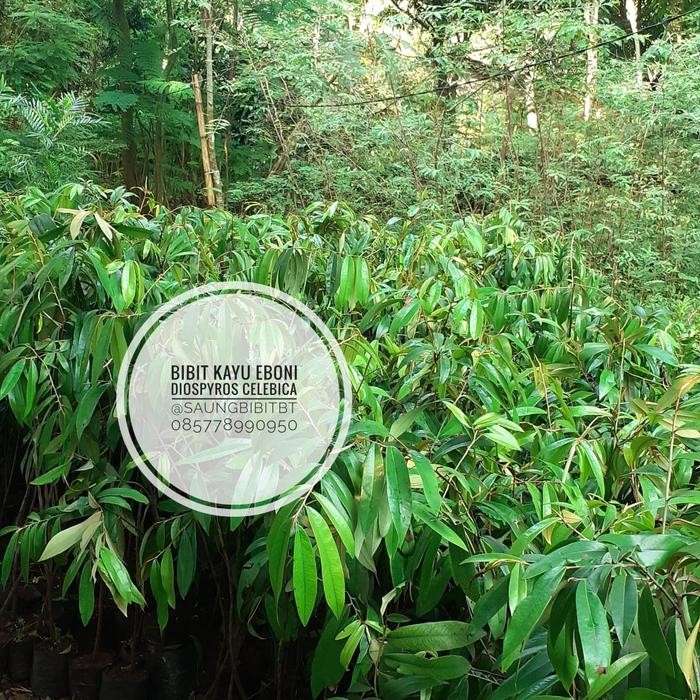 KirimLgsgGan- Bibit Eboni 1 Meter Up - Kayu Hitam Sulawesi - Diospyros Celebica