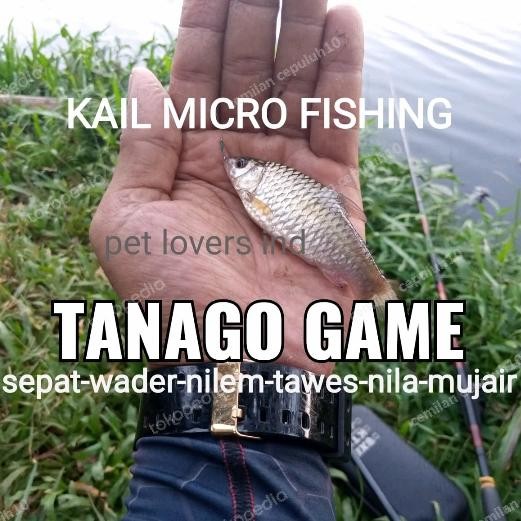 Tanago/Mata kail pancing Ikan kecil no.1 Wader, rasbora, betok, mujair