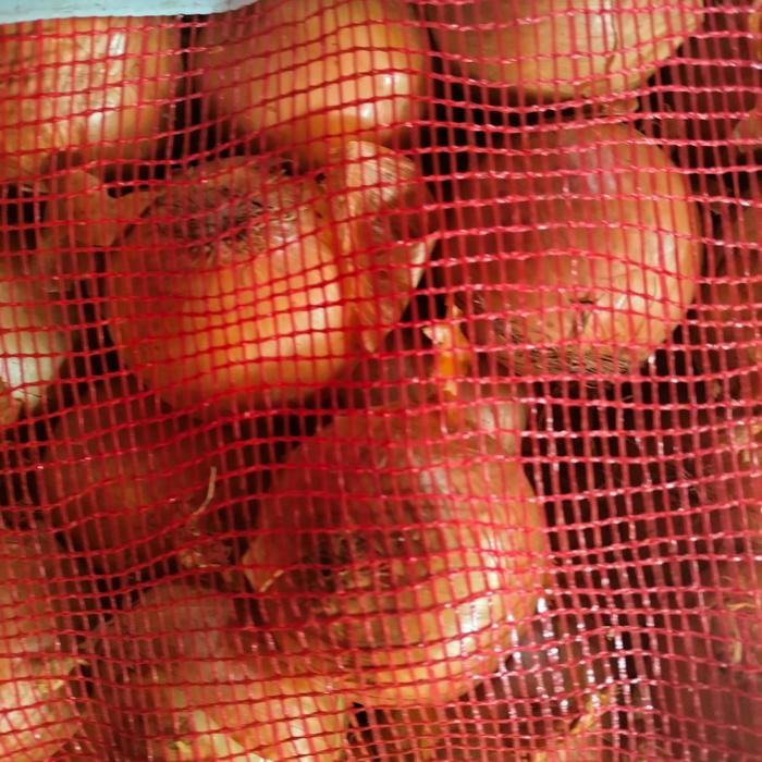 

JUAL BAWANG BOMBAY BESAR 5 KG