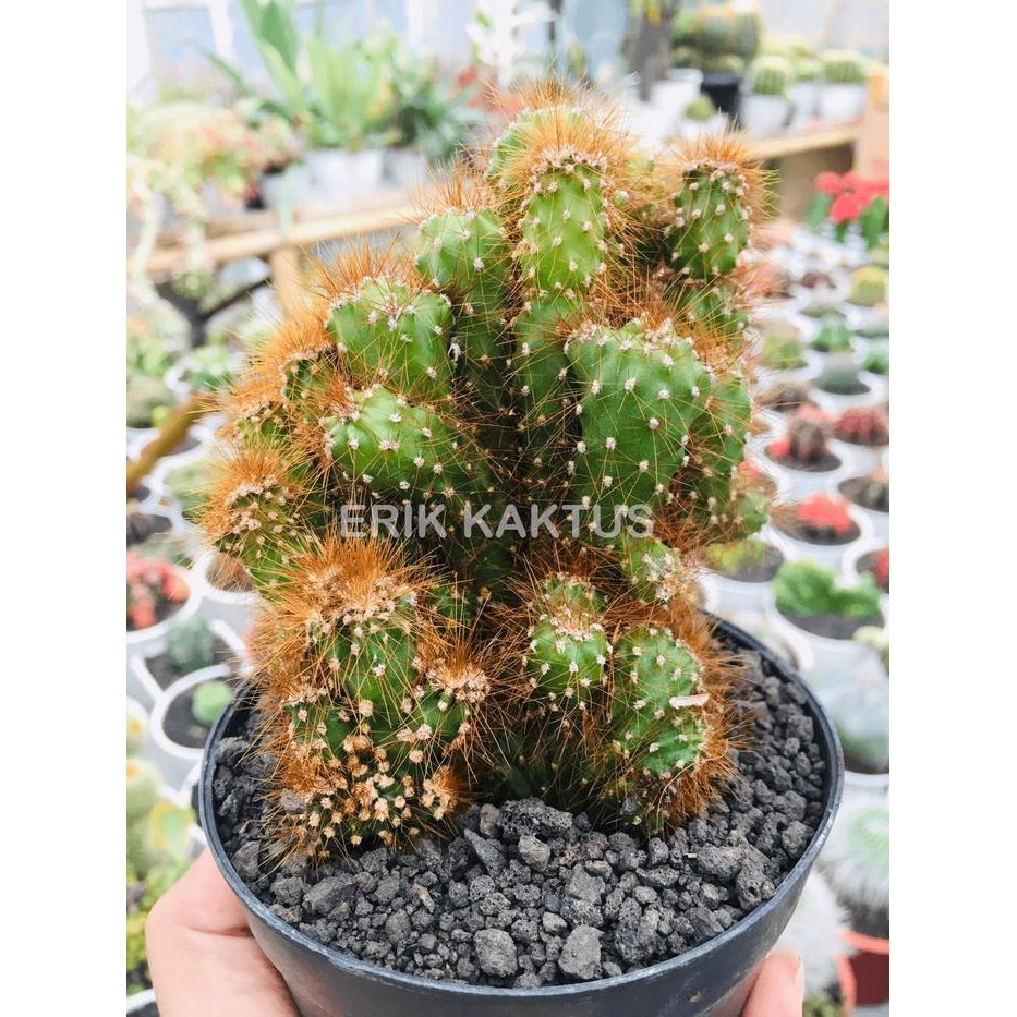 Evergreeeen Kaktus Karang Cereus Cristata Ownroot - Bonus Pot
