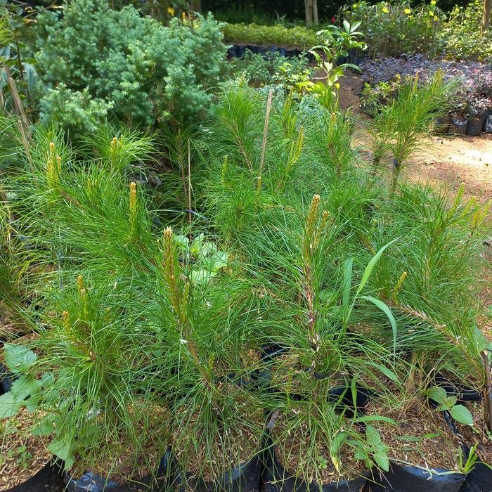 Evergreeeen Pohon Pinus - Bibit Tanaman Pohon Pinus