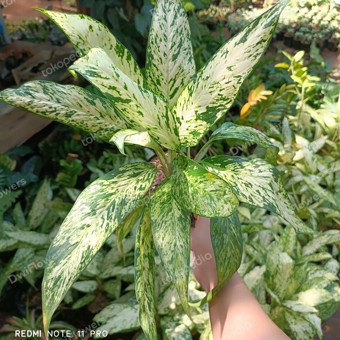 Evergreeeen Tanaman Hias Aglonema Diven Bulu Ayam Besar Bunga Aglaonema Bulu Ayam