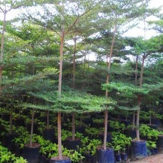 Evergreeeen Pohon Ketapang Mini /Ketapang Kencana (Tinggi 3 Meter)
