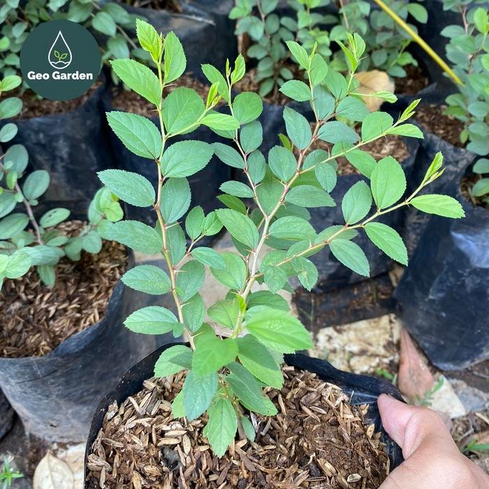 Evergreeeen Tanaman Herbal Daun Bidara Arab Asli Pohon Bidara Arab Ta -