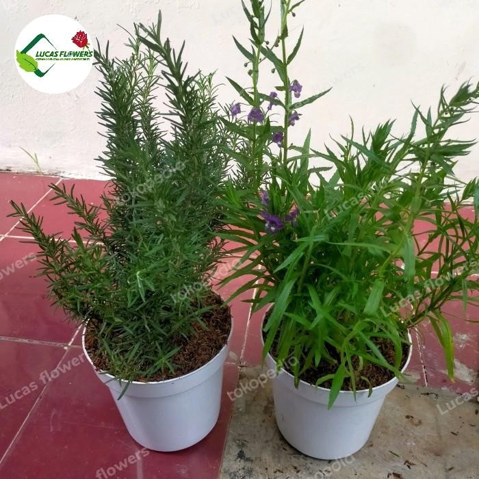 Evergreeeen Paket 2 Tanaman Hias Lavender - Rosemary Besar Rimbun