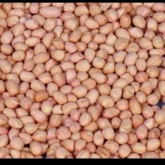 

PastikanTerjaminMutunya- KACANG TANAH MENTAH ASLI KHAS TUBAN 1KG