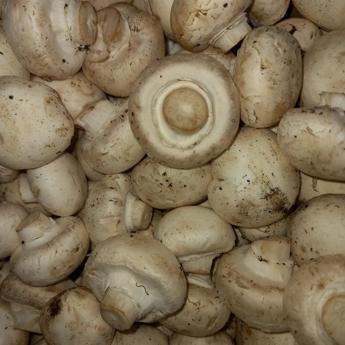 

BnyKBonusBelidiMari- jamur campinon