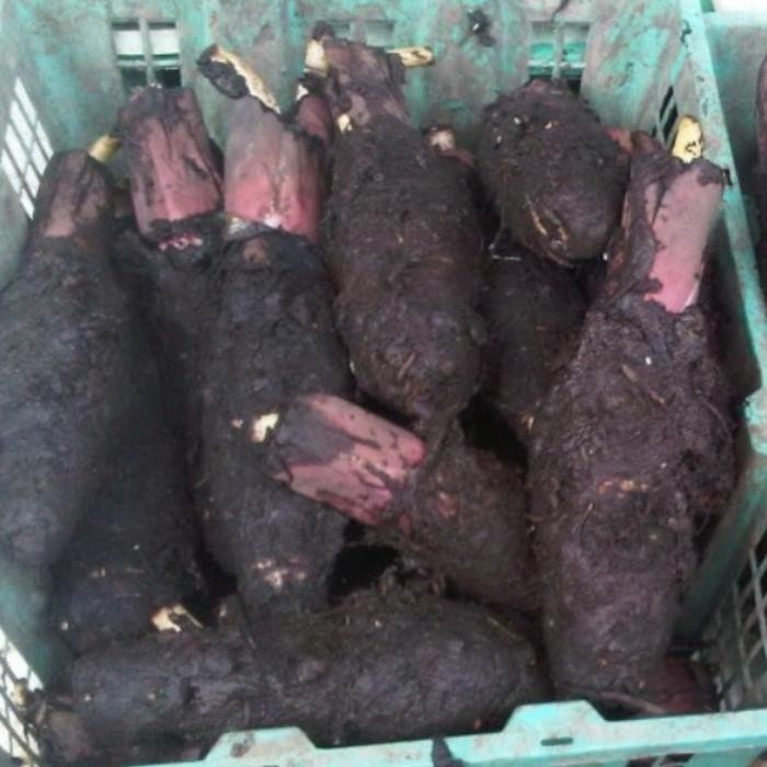 

BnyKBonusBelidiMari- Talas segar dan pulen asli pontianak kalimantan 1kg