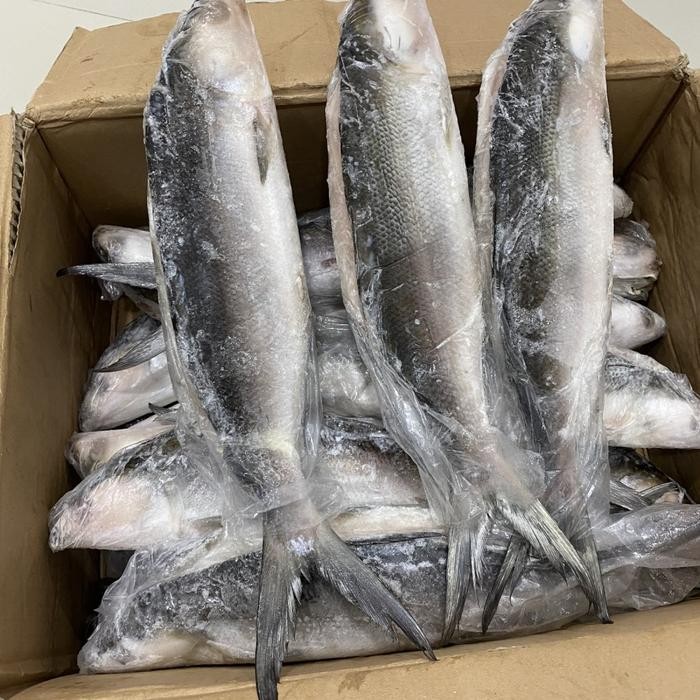 

PastiFreShNya- Ikan bandeng tanpa duri /cabut duri beku super @900-1000 gram