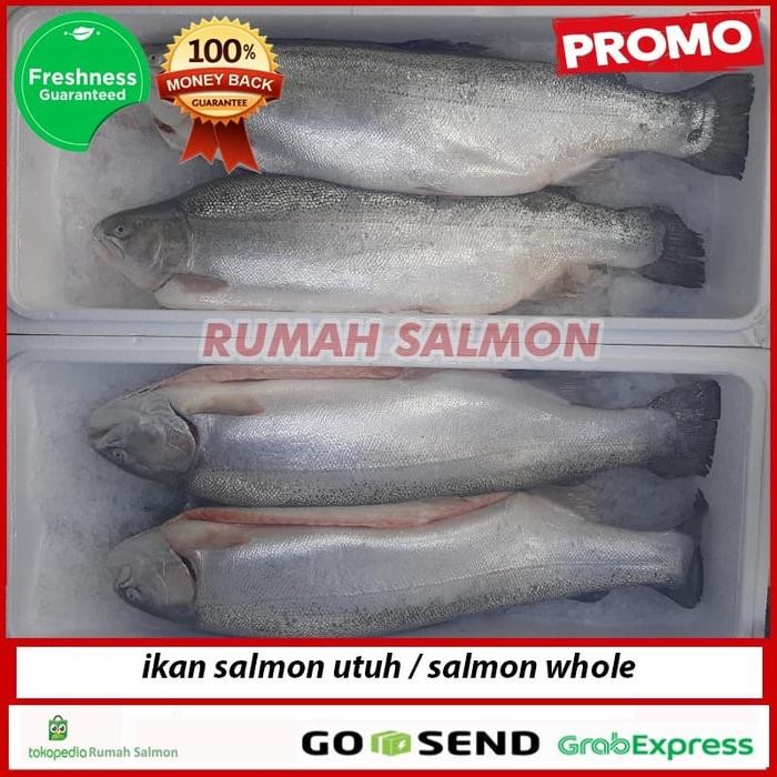 

PastiFreShNya- FRESH SALMON TROUTH 1 ekor GARANSI KESEGARAN