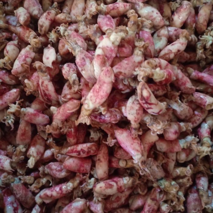 

PastiFreShNya- baby cumi BK/Frozen per 1kg