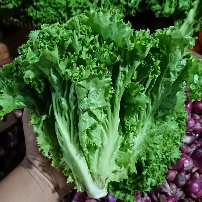 

BnyKBonusBelidiMari- Selada Keriting 1 Kg
