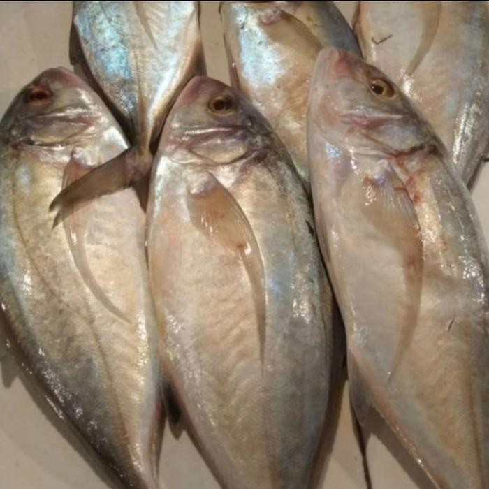 

PastiFreShNya- IKAN KUE / KUWE / KWE SEGAR FRESH - 500gr