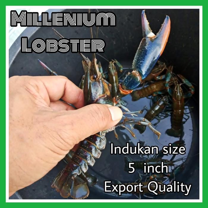 

PastiFreShNya- Indukan Lobster Air Tawar 5 inch Export Quality isi 10