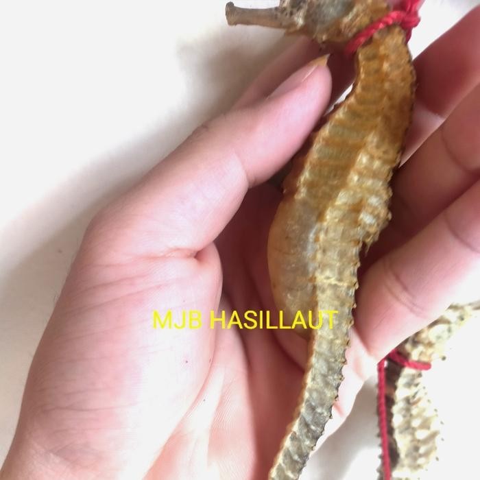 

PastiFreShNya- KUDA LAUT SUPER BESAR,cordycep,, kudalaut kering,(per-gram)