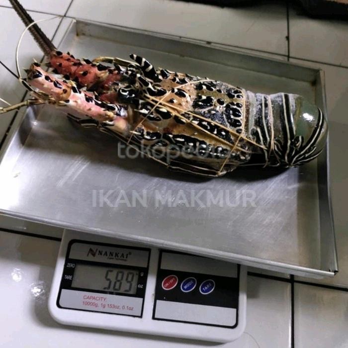

PastiFreShNya- lobster laut segar berkualitas size 500 Gram UP / 1 kg - isi 2 ekor