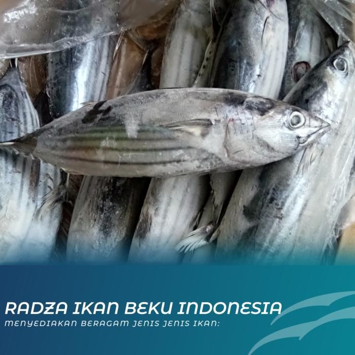 

BnyKBonusBelidiMari- IKAN CAKALANG BEKU / FROZEN / SEGAR 1 KG