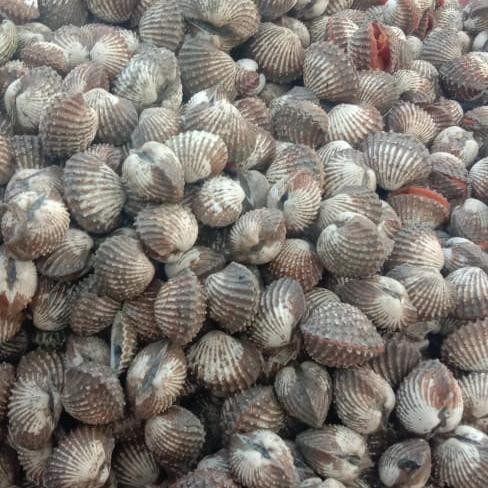 

PastiFreShNya- KERANG DARA HIDUP