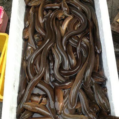 

PastiFreShNya- Ikan Belut Sawah Hidup