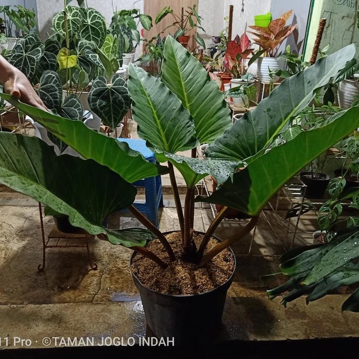 Terlaris Tanaman hias philodendron melodi indukan daun jumbo promo