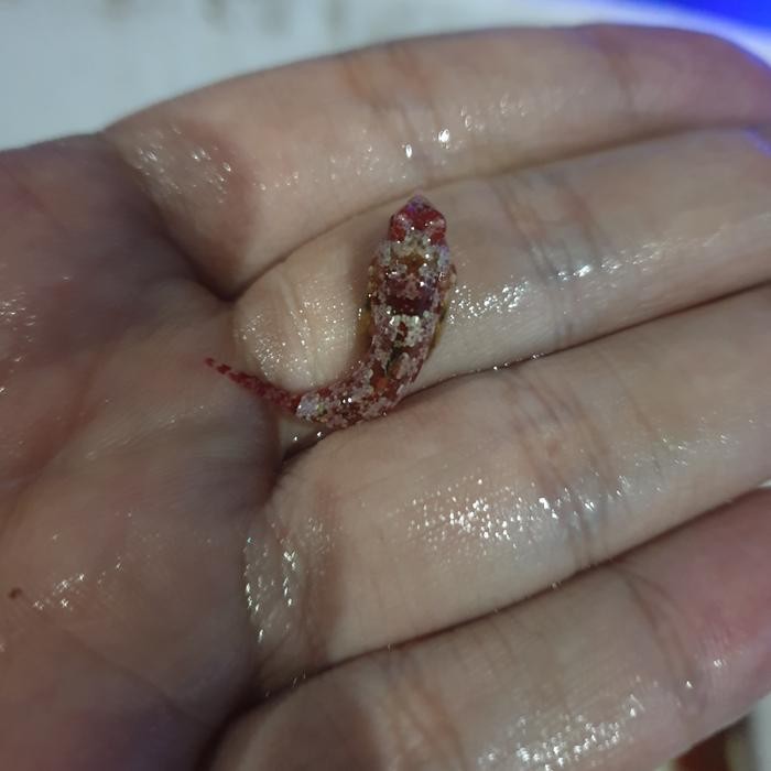 

TERBARU! Mandarin sanur merah