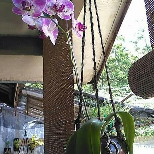 JTTOP" VAS GANTUNG ANGGREK BULAN DENDROBIUM BATOK