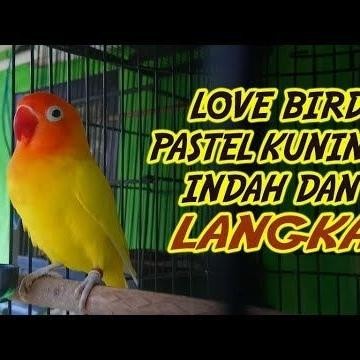 Amour Petshop Burung Lovebird Pastel Kuning