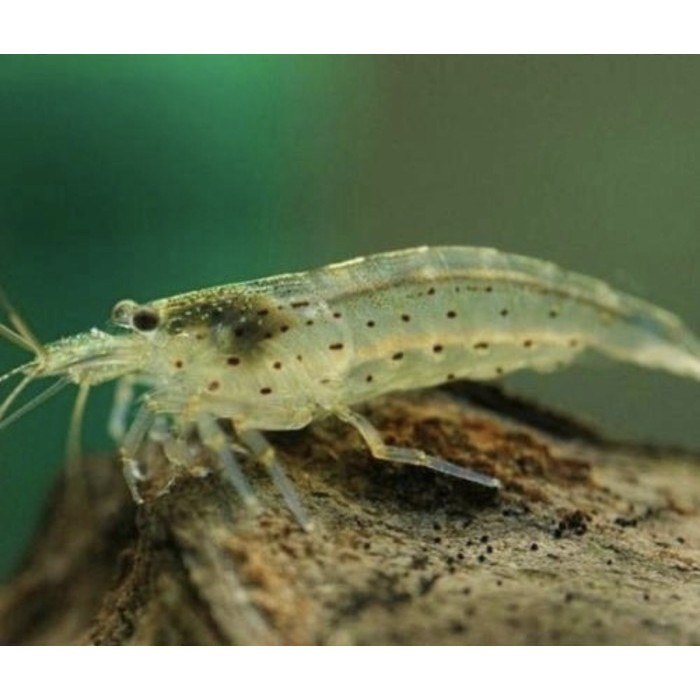 (Expert) udang hias Amano Sule sulawesi super jumbo