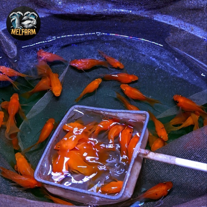 (Expert) ikan hias molly sunkist balon cawang
