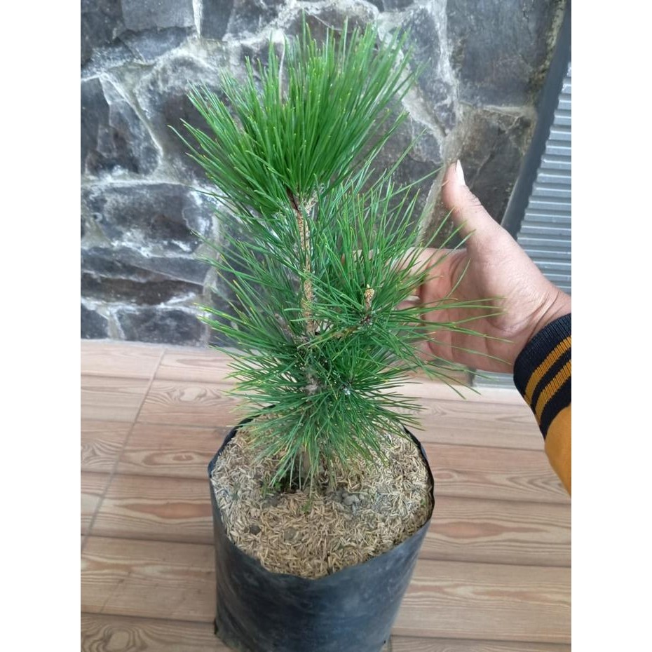 PREMIUM Pohon Japanese Black Pine / Pinus Hitam Jepang ( untuk bahan bonsai )
