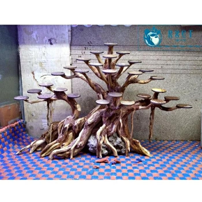 PREMIUM bonsai aquascape kayu rasamala