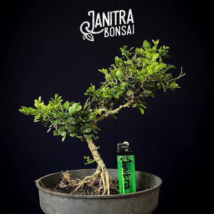PREMIUM Bonsai kemuning micro jadi siap pajang