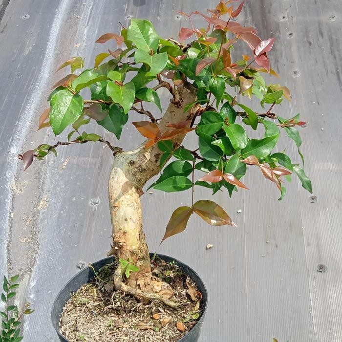 PREMIUM bonsai sianto dewandaru bahan bonggolan